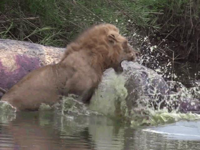 Media - Đang làm thịt hà mã, sư tử bị cá sấu "đánh úp"