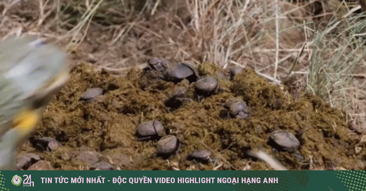 Video: Ếch yêu tinh lùa cả đàn bọ hung vào miệng trong tích tắc