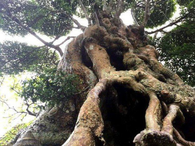 Thị trường - Tiêu dùng - Ngắm cây mai chiếu thủy thế "khủng", chủ nhân "kiêu" không bán