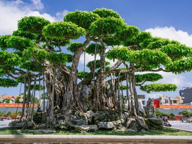 Thị trường - Tiêu dùng - Những cây cảnh từng xác lập kỷ lục Việt Nam, cây rẻ nhất đã có giá 1,8 tỷ