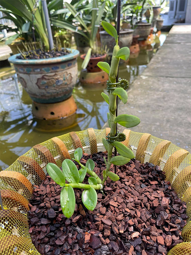 Anh Vinh luôn cố gắng chăm sóc tốt nhất cho từng cây hoa Lan