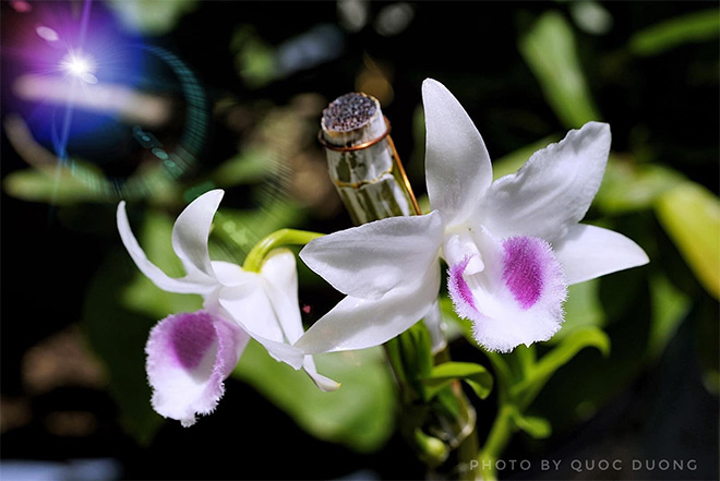 Hoa lan luôn tiềm ẩn nét đẹp làm xuyến xao lòng người