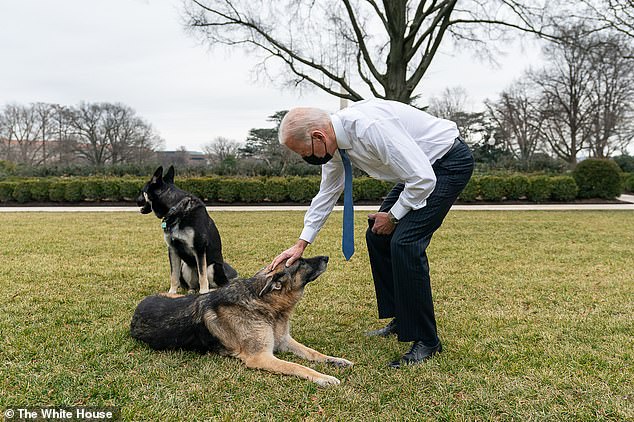 Ông Biden chơi đùa cùng chó cưng tại Nhà Trắng. Ảnh: Nhà Trắng