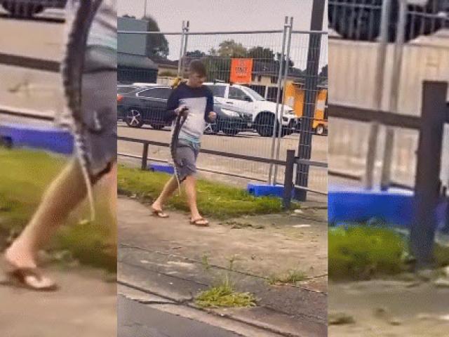 Media - Gã thanh niên tung tẩy cầm rắn đi dạo