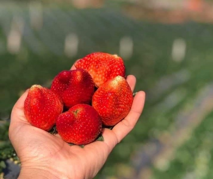 Mô hình trồng dâu tây kết hợp với làm du lịch ngày càng được nhân rộng tại nước ta.