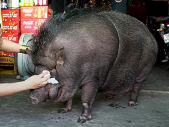 Cộng đồng mạng quốc tế phát "sốt" với chú lợn Việt Nam 200kg được nuôi làm thú cưng