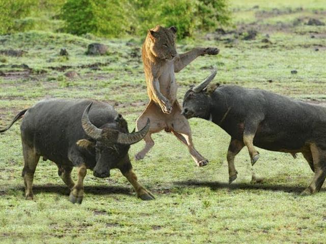 Media - "Biệt đội" sư tử và "quân đoàn" trâu rừng đại chiến như đánh trận