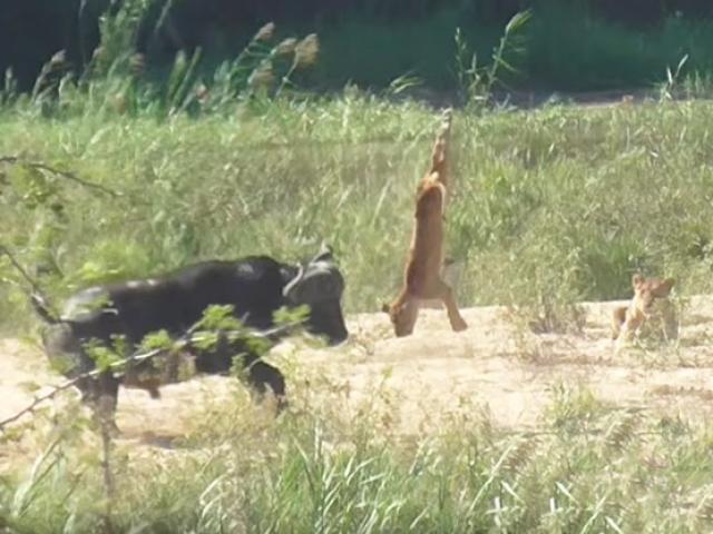 Media - Thằn lằn thoát mạng khỏi bầy sư tử bởi kẻ thứ 3 xuất hiện "cứu giá"