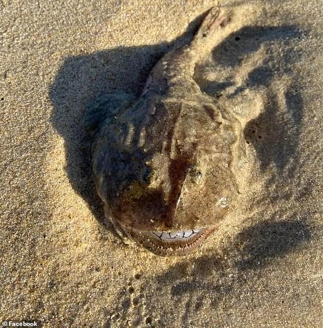 Sinh vật hình thù kỳ lạ với hàm răng trắng, sắc nhọn dạt vào bãi biển nước Úc (ảnh: Daily Mail)