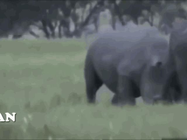 Media - Trâu rừng "chơi ngông" đại chiến tê giác và cái kết đắng