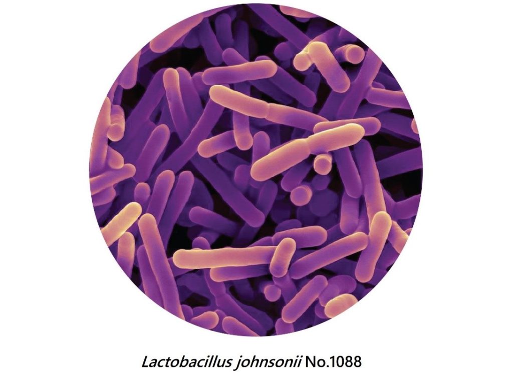 Sử dụng Probiotics trong hỗ trợ điều trị bệnh lý dạ dày do vi khuẩn HP - 1