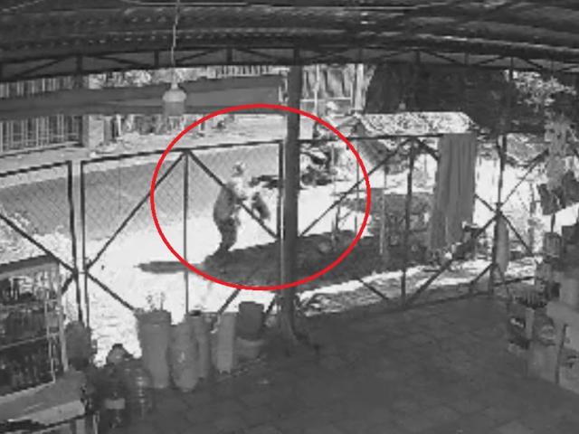 Pháp luật - Cận cảnh "cẩu tặc" chích điện trộm chó trong vài giây