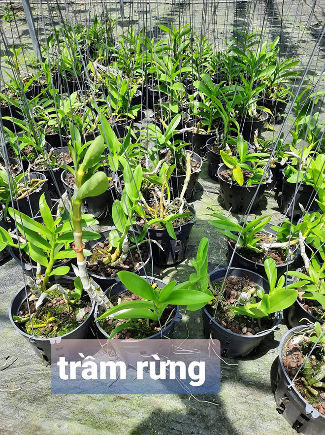Hoa lan Kim Thành và mô hình kinh doanh lan của bà mẹ bỉm sữa - 5