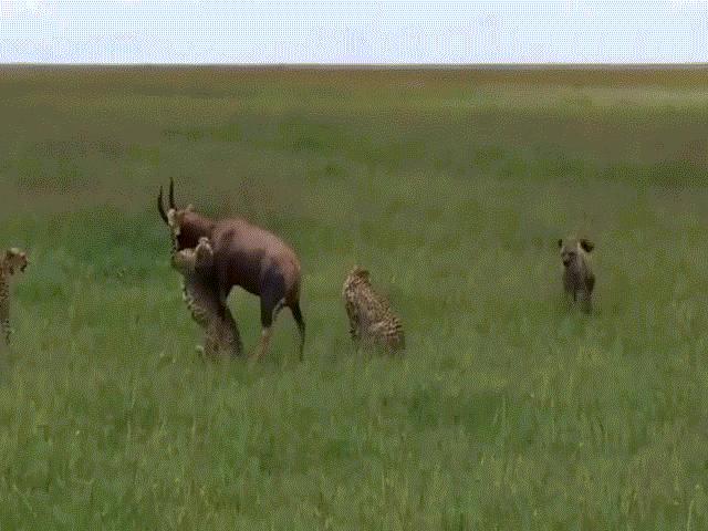 Phi thường - kỳ quặc - Video: Linh dương tử chiến 5 con báo săn, linh cẩu ở sau làm "ngư ông đắc lợi"