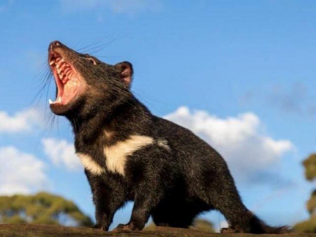 Thế giới - Hàng loạt quỷ Tasmania chết bí ẩn, nước Úc "chấn động"