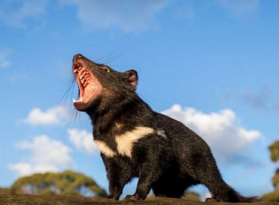 Quỷ Tasmania là loại động vật rất quý hiếm (ảnh: ABC
