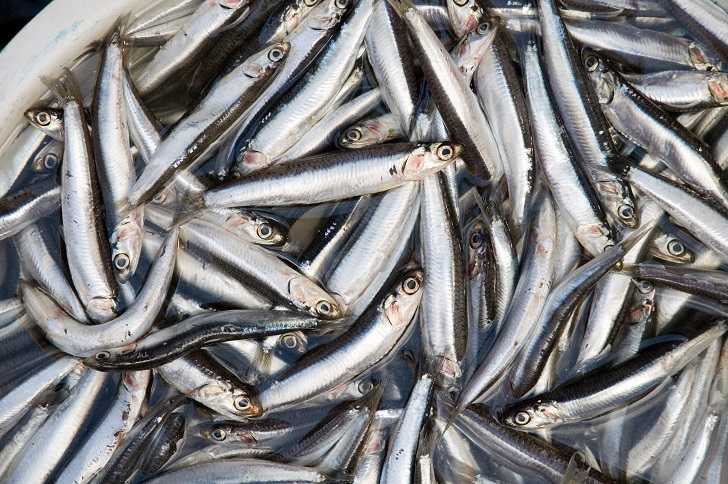 Ăn nhiều các loại cá này giúp ngừa ung thư, tăng cường trí não và giảm mỡ máu hiệu quả - 5