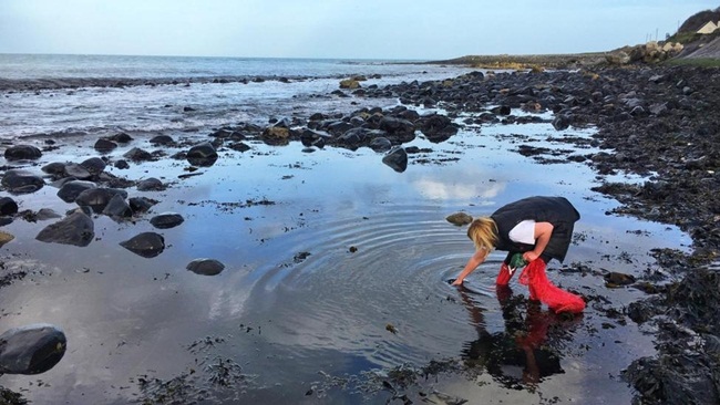 Rong biển Dulse của Iceland mọc hoang và được thu hoạch bằng tay từ các vùng biển sạch
