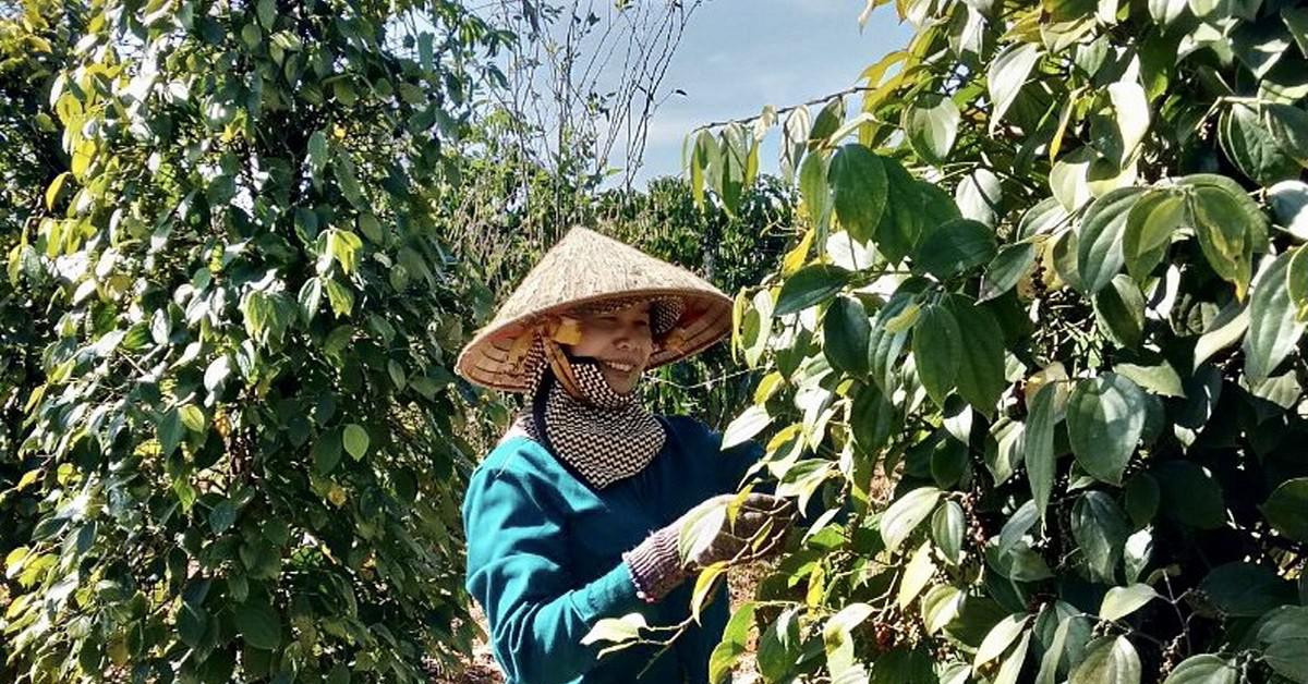 Thị trường - Tiêu dùng - Hồ tiêu bất ngờ tăng giá mạnh, thương lái găm hàng