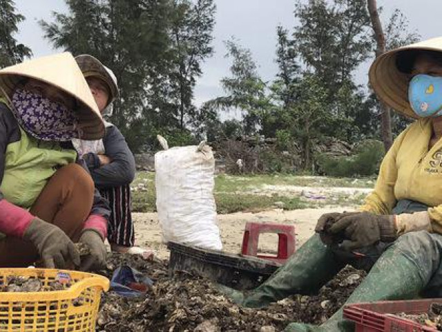 Thị trường - Tiêu dùng - Ngư dân vùng đầm phá Lập An trúng đậm vụ hàu, giá bán "rẻ như cho"