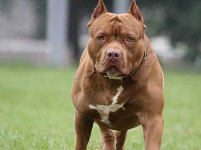 Media - Bé gái 5 tuổi bị đàn chó "điên" lao vào cắn ngay trên phố