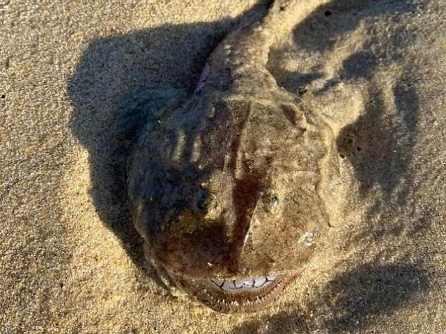 Phi thường - kỳ quặc - Kinh hãi "thủy quái" mắt lồi, mồm "cười" nham nhở, răng sắc như dao trôi dạt vào bờ