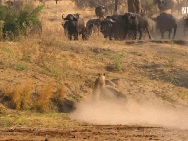 Media - 3 sư tử lủng lẳng bám trên lưng trâu rừng và cái kết
