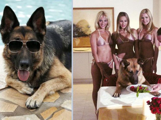 Chú chó sống trong biệt thự triệu USD, sở hữu khối tài sản cực "khủng"