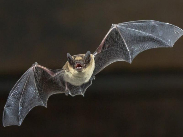 Thế giới - Trong bán kính 2 km, phát hiện 24 chủng virus Corona mới ở dơi