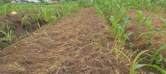 Dù đang trong thời điểm chính vụ thu hoạch hành tăm nhưng trên các cánh đồng chuyên canh ở huyện Nghi Lộc (Nghệ An) vắng bóng người.