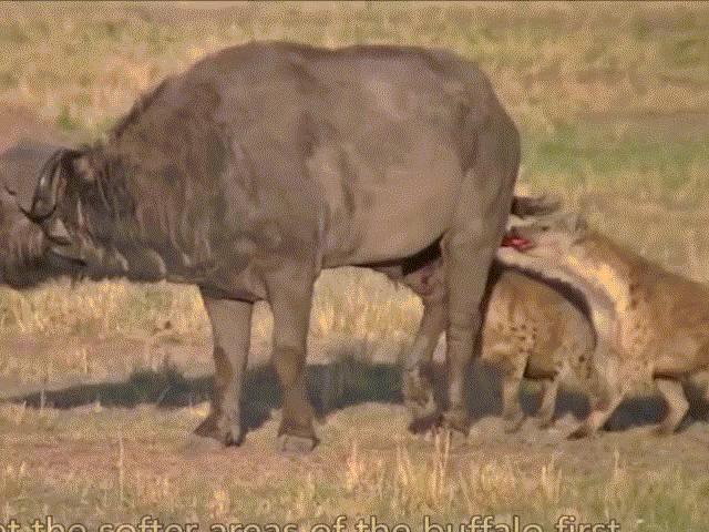 Phi thường - kỳ quặc - Video: Linh cẩu chơi chiêu, hạ gục trâu rừng to lớn vượt trội về thể lực