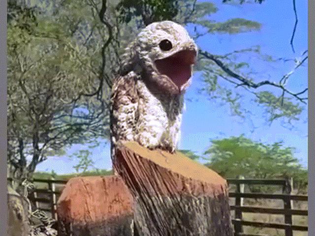 Phi thường - kỳ quặc - Video: Loài chim kỳ lạ khiến người chứng kiến khiếp hãi