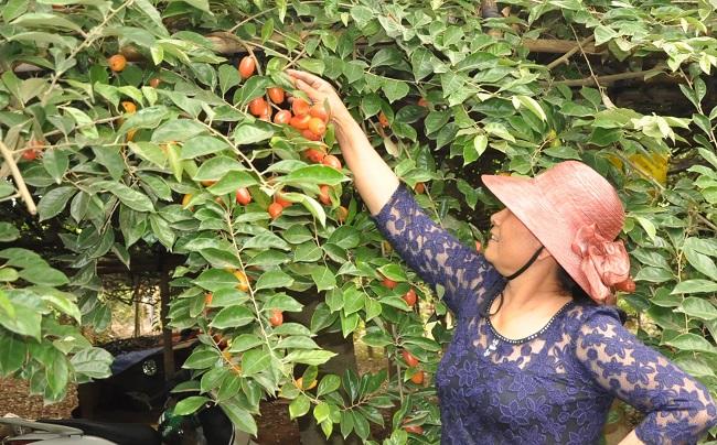 “Nhà tôi có khoảng 1 mẫu đất trồng nhót. Có gốc mấy chục năm, có gốc vài năm. Đến giờ, cũng không thể đếm được cả vườn có bao nhiêu gốc nữa”, bà Lê nói.
