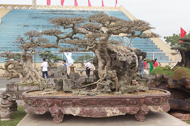 Lần đầu xuất hiện tại triển lãm cây cảnh Sơn Tây (2019), cây sanh cổ có tên “nghênh phong phụ tử” thu hút khá đông du khách cũng như giới chơi cây bởi dáng thế độc đáo.