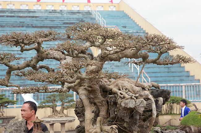Rễ cây đã “ăn” vào từng hốc đá tạo thành một bệ rễ vững chắc.&nbsp;