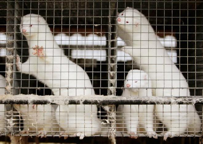Đan Mạch, nơi sản xuất lông chồn lớn nhất thế giới, đã tiêu hủy khoảng 17 triệu con chồn sau khi biến thể của SARS-CoV-2 được tìm thấy trên động vật này lây sang người. Ảnh: Reuters