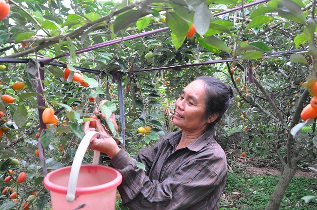 Vừa nhẹ nhàng hái từng quả nhót chín đỏ mọng để vào chiếc giỏ đeo trên tay, bà Hòa vừa tươi cười cho biết, trồng nhót cho giá trị cao hơn trồng các loại rau màu khác gấp 10 lần.
