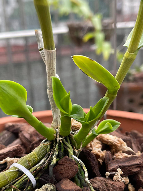 Nghệ nhân Nguyễn Tiệp hướng dẫn cách trồng lan phổ biến nhất hiện nay - 2