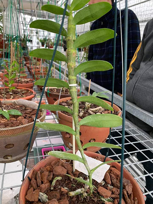 Nghệ nhân Nguyễn Tiệp hướng dẫn cách trồng lan phổ biến nhất hiện nay - 3