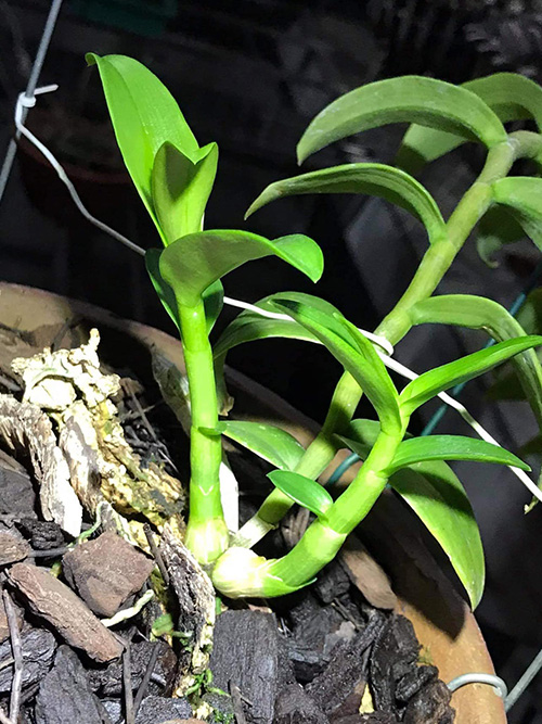 Nghệ nhân Nguyễn Tiệp hướng dẫn cách trồng lan phổ biến nhất hiện nay - 4