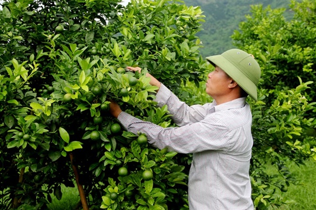 Cây chanh tứ quý được đánh giá trồng đơn giản vì cây dễ ra hoa, đậu quả, thích nghi với nhiều loại đất 
