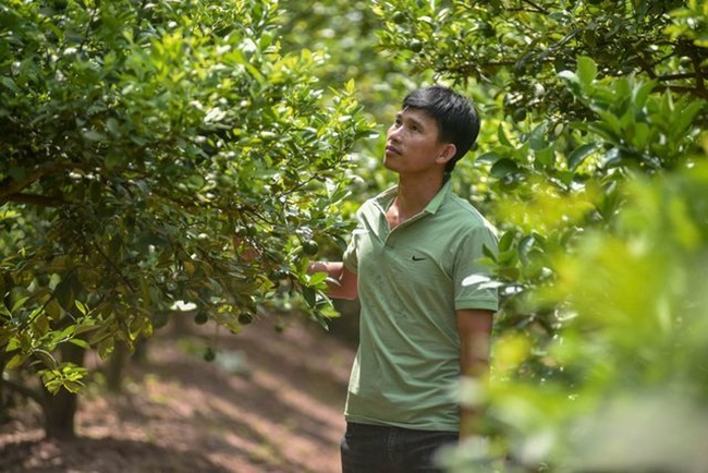 Ngoài hái trái, nhiều nông dân còn cung cấp chanh cảnh tại các ngôi biệt thự hay nhà vườn với giá 1.000.000 - 5.000.000/cây nhỏ, 10.000.000 - 50.000.000/cây to..
