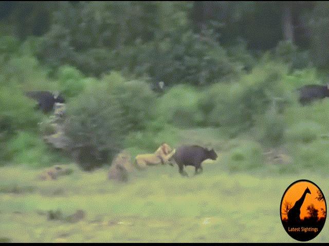 Phi thường - kỳ quặc - Video: Nhảy lên lưng trâu rừng, sư tử bị con mồi quật ngã, dồn vào thế hạ phong