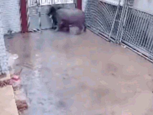 Media - Trâu "điên" xông vào nhà dân, húc bay người đàn ông