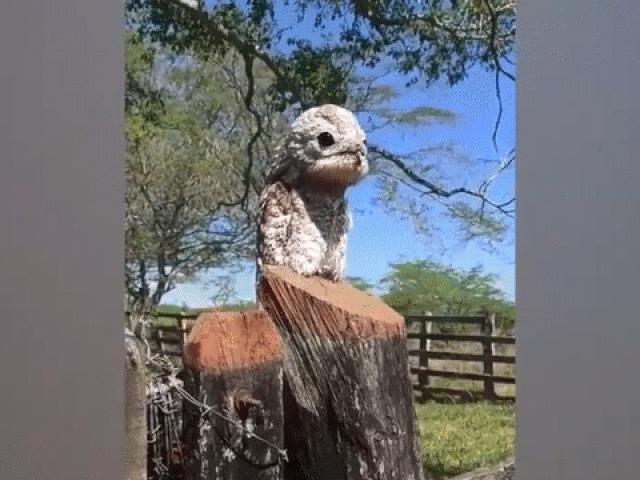 Media - Chim khổng lồ kỳ quái xuất hiện dọa người dân sợ chết khiếp