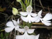 Thị trường - Tiêu dùng - Phát hiện hoa lan đắt nhất TG trên dãy Himalaya: Nhìn giống hệt ếch, giá hơn 53 tỷ