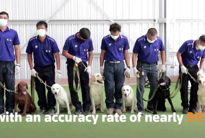 Chó nghiệp vụ có thể phát hiện người mắc COVID-19 trong vòng 2 giây, chính xác 95% - 1