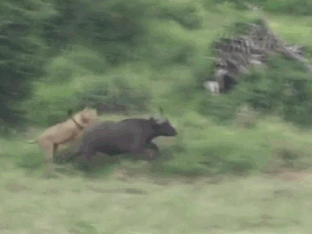 Media - Bị bầy sư tử "truy cùng giết tận", trâu rừng dàn quân chống địch và cái kết