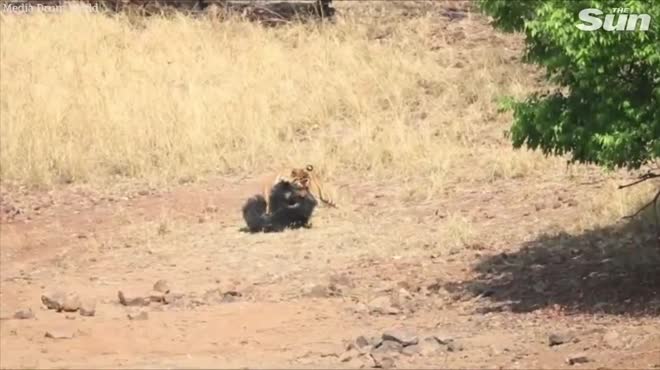 Gấu mẹ cõng con đánh cặp hổ bengal thua tan tác trong 2 phút 10 giây