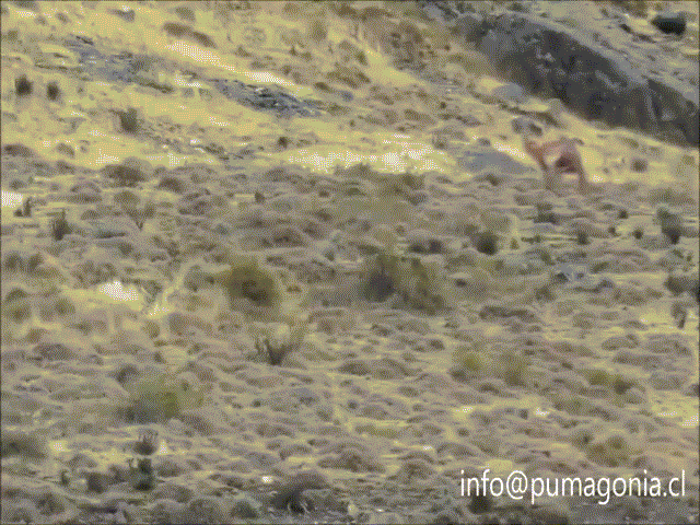 Video: Đơn độc đi săn, báo sư tử nhận cú quật kinh hoàng từ lạc đà